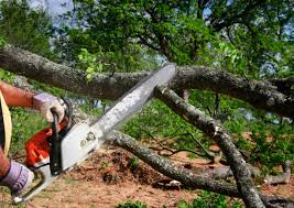 How Our Tree Care Process Works  in Summerside, OH